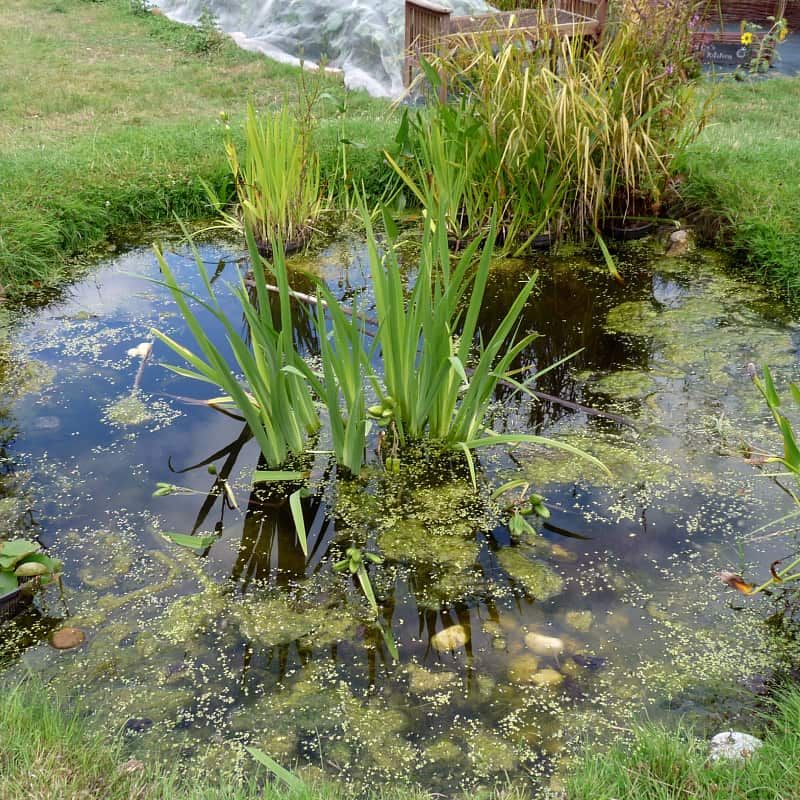 Pond Plants Explained: Types, Benefits, and Growing Tips