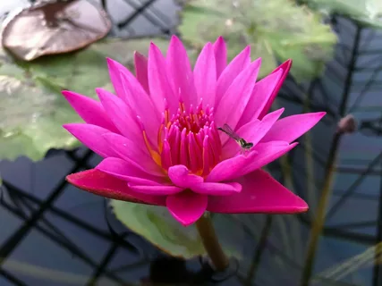 Where to Buy Water Lilies: Explore Varieties for Garden Ponds and Water Features