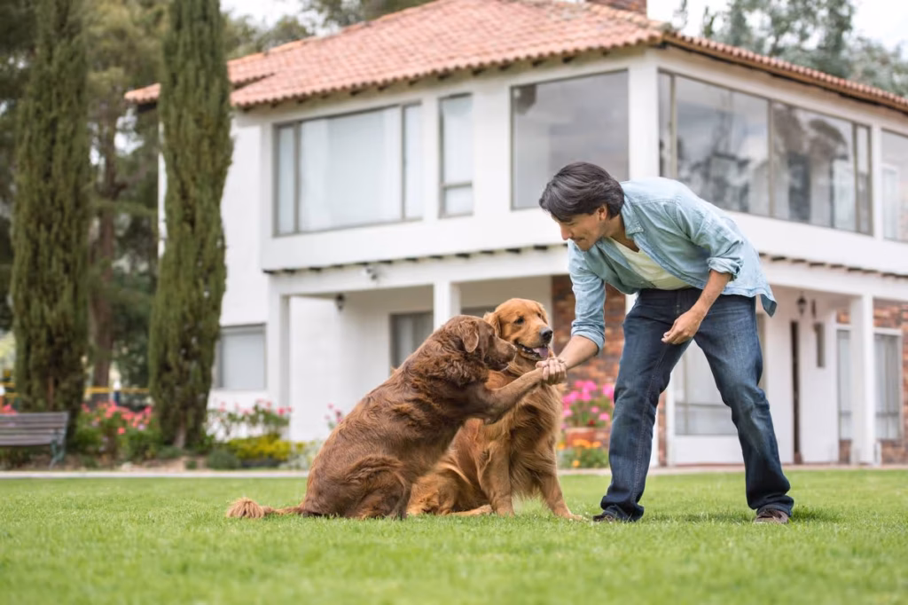 Professional Canine Handling Services for Better Dog Behavior